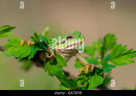 Laubfrosch europ. (Hyla arborea) Rainette commune Banque D'Images