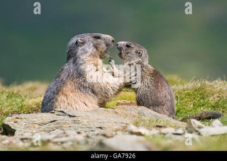 Murmeltier, Marmota marmota, Marmot Banque D'Images