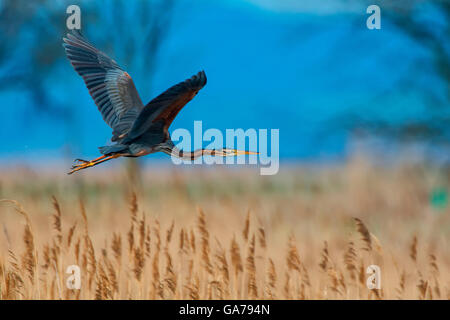 Purpurreiher (Ardea purpurea) héron pourpre Banque D'Images