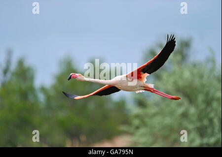 Rosaflamingo (Phoenicopterus ruber) flamant rose Banque D'Images