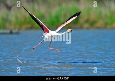 Rosaflamingo (Phoenicopterus ruber) flamant rose Banque D'Images