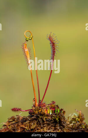 Sonnentau-langblaettrig (Drosera anglica) Grande rossolis Banque D'Images