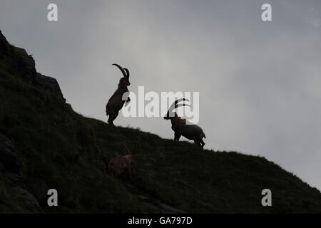 Steinbock (Capra ibex ibex) Banque D'Images