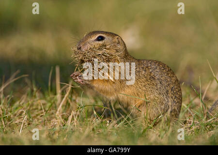 Ziesel (Spermophilus citellus) spermophile européenne Banque D'Images