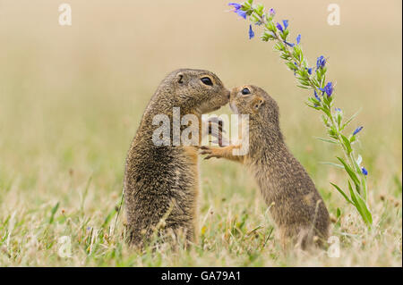 Ziesel (Spermophilus citellus) spermophile européenne Banque D'Images