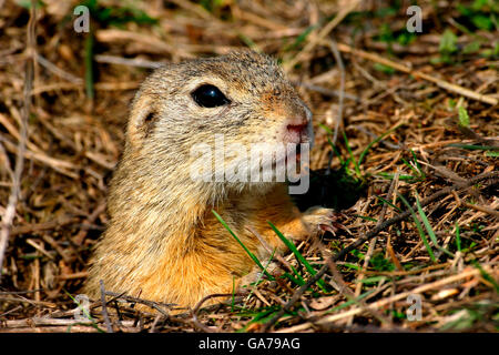 Ziesel (Spermophilus citellus) spermophile européenne Banque D'Images