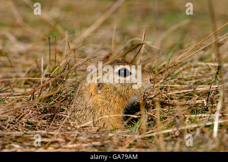 Ziesel (Spermophilus citellus) spermophile européenne Banque D'Images