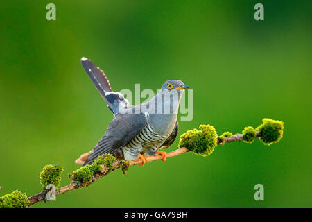 Cuckoo eurasien, Haute Autriche Banque D'Images