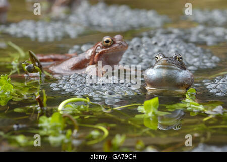 Politique européenne de grenouille (Rana temporaria) Banque D'Images