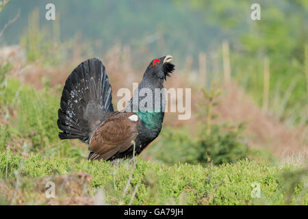 Grand Tétras (Tetrao urogallus) Banque D'Images