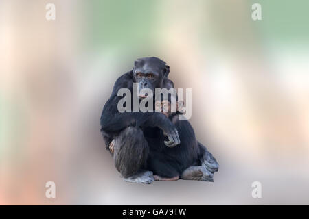 Chimpanzé mère serrant son bébé. Un moment d'amour entre animaux sur un arrière-plan coloré et abstrait. Dauphins qui jouent et Banque D'Images