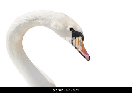 Swan portrait isolé sur blanc. Banque D'Images