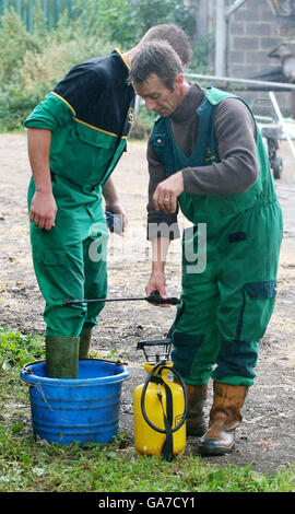 Les travailleurs agricoles de Honeychild Manor Farm, dans la région de St Mary, dans la région de Marsh de Romney Marsh, dans le Kent, font l'objet d'une enquête pour une éclosion de fièvre aphteuse. Banque D'Images