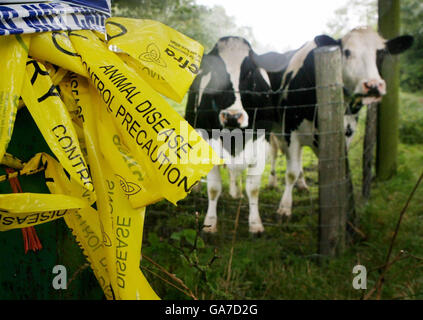 Bétail dans un enclos à Honeychild Manor Farm, dans la région de Marsh de Romney Marsh, dans le Kent, qui fait l'objet d'une enquête pour une éclosion de pied et de bouche. Banque D'Images