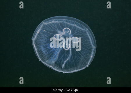 Une méduse de lune, Aurelia aurita, animal transparent sous l'eau dans la mer des Caraïbes Banque D'Images