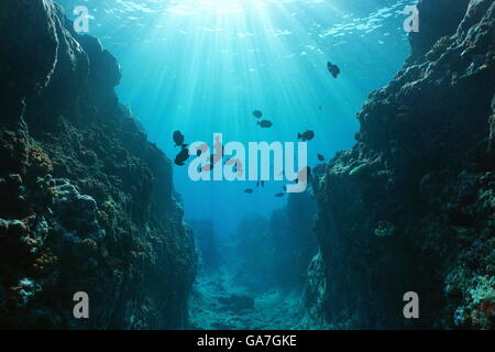 Sous-marine petit canyon creusé par la houle dans l'avant-récif avec lumière du soleil à travers la surface de l'eau, l'océan Pacifique Banque D'Images