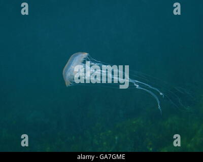 Une méduse Pelagia noctiluca sous l'eau dans la mer des Caraïbes Banque D'Images