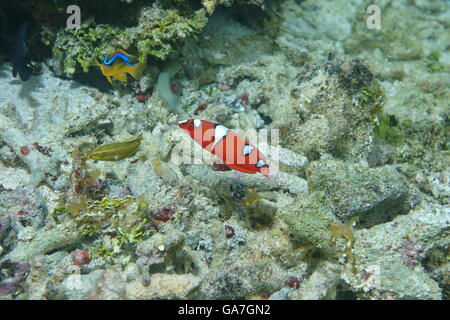 Poissons tropicaux juvéniles undulatus limande, Coris gaimard, océan Pacifique, Polynésie Française Banque D'Images