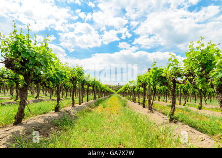 Les vignes dans la Vallée de Barossa, Australie-Méridionale. Banque D'Images