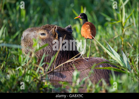 Jacana jacana Jacana (réorganisation) perché sur le repos Capybara (Hydrochoerus hydrochaeris) Mato Grosso, Pantanal, Brésil. Juillet. Banque D'Images