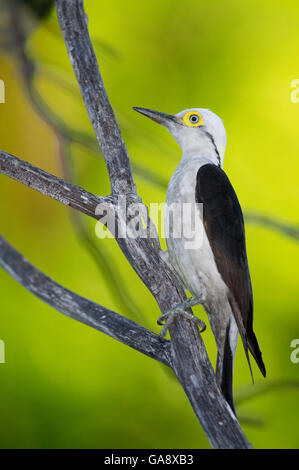 White Woodpecker (Melanerpes candidus) perché sur une branche d'arbre, Piaui, Brésil. En août. Banque D'Images