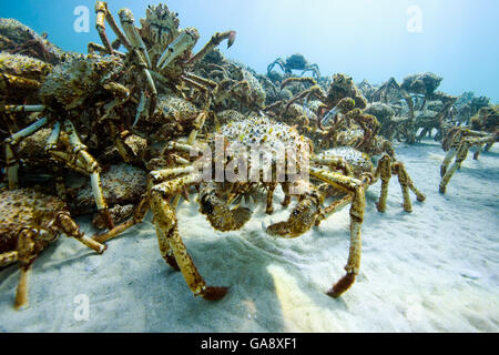 L'agrégation des milliers d'araignées (Leptomithrax gaimardii) pour la mue, l'Australie du Sud Bassin, de l'Australie. De l'océan Pacifique. Banque D'Images