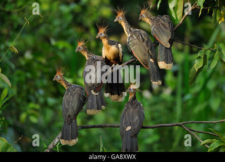 Les oiseaux (Opisthocomus Hoatzin opithocamus) perché sur branche, Napo wildlife lodge, Amazonas, Equateur, Amérique du Sud, en avril. Banque D'Images