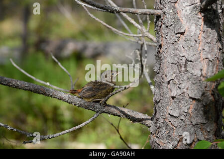 Les jeunes (Phoenicurus phoenicurus rougequeue commune) assis sur une branche de pin, photo du nord de la Suède. Banque D'Images
