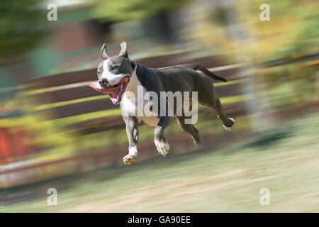 American Staffordshire terrier en marche et jouer à un parc. Banque D'Images