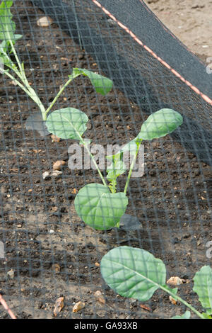 Brassica oleracea. Les jeunes plants de chou romanesco cavolfiore en vertu de la compensation dans un jardin potager Banque D'Images