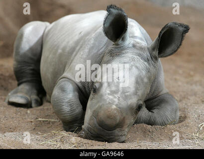 Mazumba, un enfant d'une semaine, le bébé rhinocéros blanc africain, rend public dans sa nouvelle enceinte au parc safari Blair Drummond, près de Stirling. Banque D'Images