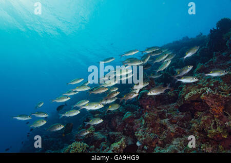 Banc de bar rayé dorade à gros yeux, Gnathodentex aureolineatus, sur un récif de coraux tropicaux aux Maldives, l'Océan Indien Banque D'Images