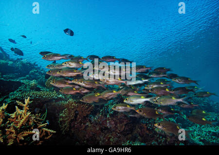 Banc de bar rayé dorade à gros yeux, Gnathodentex aureolineatus, sur un récif de coraux tropicaux aux Maldives, l'Océan Indien Banque D'Images