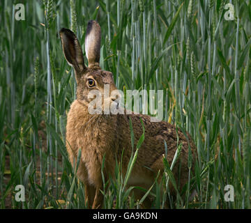 European Brown Hare, champ d'orge en adultes, Lancashire, UK Banque D'Images