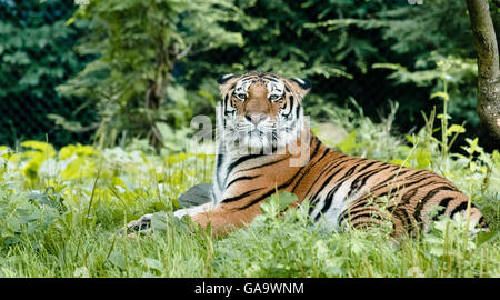 Hambourg, Allemagne. Le 04 août, 2016. Tigre de Sibérie Yasha se trouve dans l'enceinte dans le zoo Hagenbeck à Hambourg, Allemagne, 04 août 2016. Yasha de neuf la cohabitation avec le tigre Marushka est un projet de l'espèce en voie de disparition, qui se reproduit des animaux sauvages afin qu'il n'y a pas de différence génétique entre eux et la population sauvage. Dpa : Crédit photo alliance/Alamy Live News Banque D'Images