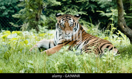 Hambourg, Allemagne. Le 04 août, 2016. Tigre de Sibérie Yasha se trouve dans l'enceinte dans le zoo Hagenbeck à Hambourg, Allemagne, 04 août 2016. Yasha de neuf la cohabitation avec le tigre Marushka est un projet de l'espèce en voie de disparition, qui se reproduit des animaux sauvages afin qu'il n'y a pas de différence génétique entre eux et la population sauvage. Dpa : Crédit photo alliance/Alamy Live News Banque D'Images