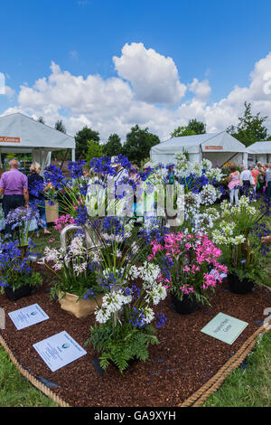 Les couleurs de l'image de l'agapanthus à Flower Show Banque D'Images