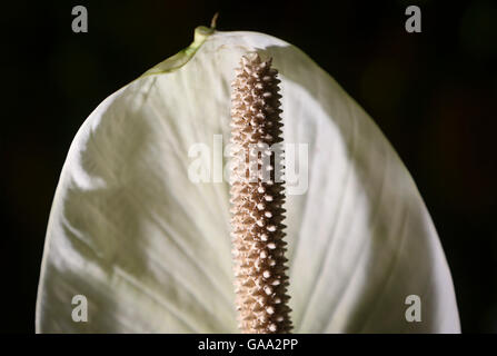 En Floride, aux États-Unis. 5 Août, 2016. Spathiphyllum Araceae 'mauna loa supreme' Anthurium blanc à la Société des quatre Jardin des Arts Lundi, 25 juillet 2016. Anthurium est un genre d'environ 1 000 espèces de plantes à fleurs, le genre plus grand de la famille de l'arum, Araceae. Noms communs : Général, tailflower anthurium, Flamingo, fleurs et laceleaf. Le genre est originaire d'Amérique, d'où il est distribué depuis le nord du Mexique au nord de l'Argentine et de certaines régions des Caraïbes. © Bruce R. Bennett/Le Palm Beach Post/ZUMA/Alamy Fil Live News Banque D'Images