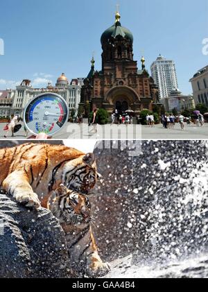 Beijing, Chine. 4e août 2016. Cette combinaison photo prise le 4 août 2016 affiche 40 degrés Celsius sur un thermomètre (supérieur) et de tigres de Sibérie ont une douche dans un parc à Harbin, capitale de la province du nord-est de la Chine. Vague de chaleur englouti la plupart partie de la Chine récemment. Même le chiliest ville de Chine Hulun Buir en Chine du nord, région autonome de Mongolie intérieure, a enregistré une température de 44,1 degrés Celsius (environ 111 degrés Fahrenheit), le mercredi, le plus haut dans l'histoire de la ville. © Wang Jianwei/Xinhua/Alamy Live News Banque D'Images