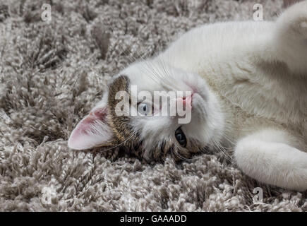 Chat gris blanc avec de grands yeux en appui sur le tapis à la maison Banque D'Images