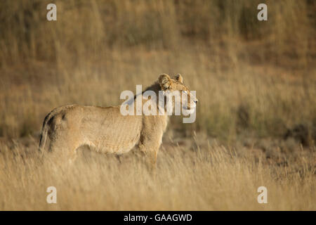 Un jeune lion dans la rivière Nossob du Kgalagadi Transfrontier National Park, Afrique du Sud. Banque D'Images