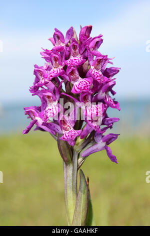 Marais du nord-ouest Dactylorhiza purpurella Banque D'Images