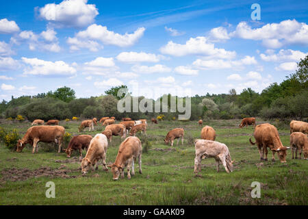 Allemagne, Troisdorf, Rhénanie du Nord-Westphalie, Glan bétail dans la Wahner Heath. Banque D'Images