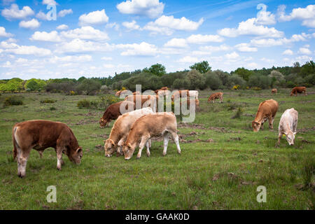 Allemagne, Troisdorf, Rhénanie du Nord-Westphalie, Glan bétail dans la Wahner Heath. Banque D'Images