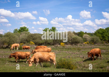 Allemagne, Troisdorf, Rhénanie du Nord-Westphalie, Glan bétail dans la Wahner Heath. Banque D'Images