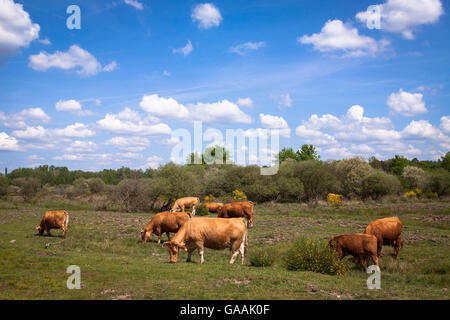 Allemagne, Troisdorf, Rhénanie du Nord-Westphalie, Glan bétail dans la Wahner Heath. Banque D'Images