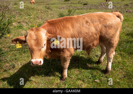 Allemagne, Troisdorf, Rhénanie du Nord-Westphalie, Glan bétail dans la Wahner Heath. Banque D'Images