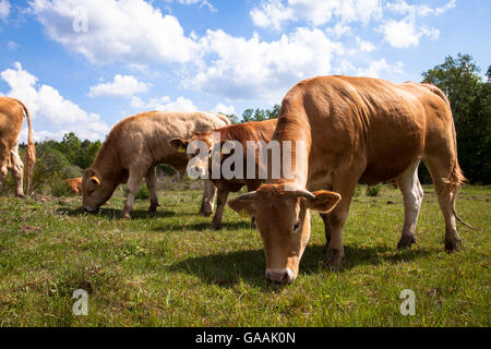 Allemagne, Troisdorf, Rhénanie du Nord-Westphalie, Glan bétail dans la Wahner Heath. Banque D'Images