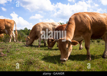 Allemagne, Troisdorf, Rhénanie du Nord-Westphalie, Glan bétail dans la Wahner Heath. Banque D'Images