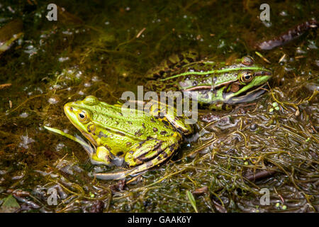 L'Allemagne, en Rhénanie du Nord-Westphalie, de Wahner Heide, grenouille comestible (lat. Rana kl. esculenta). Banque D'Images